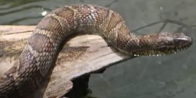 Canton snake